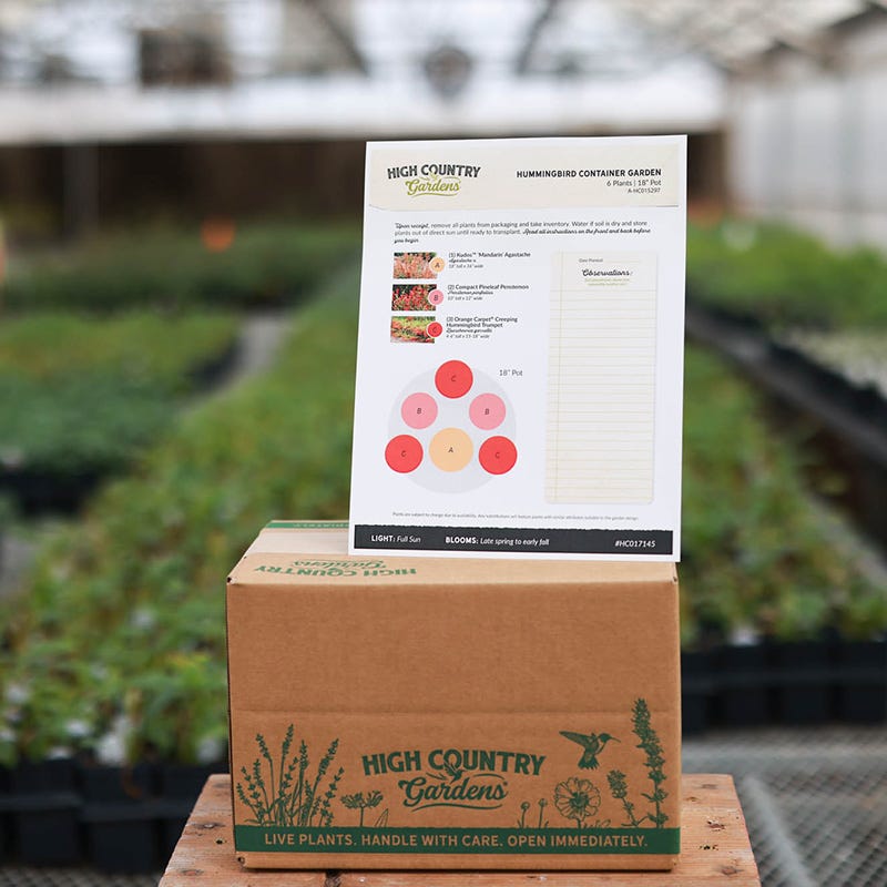 Hummingbird Container Garden
