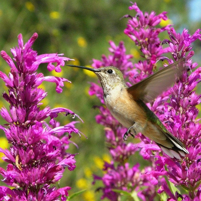 hummingbird plants for pots Hummingbird Attracting Collection For The West