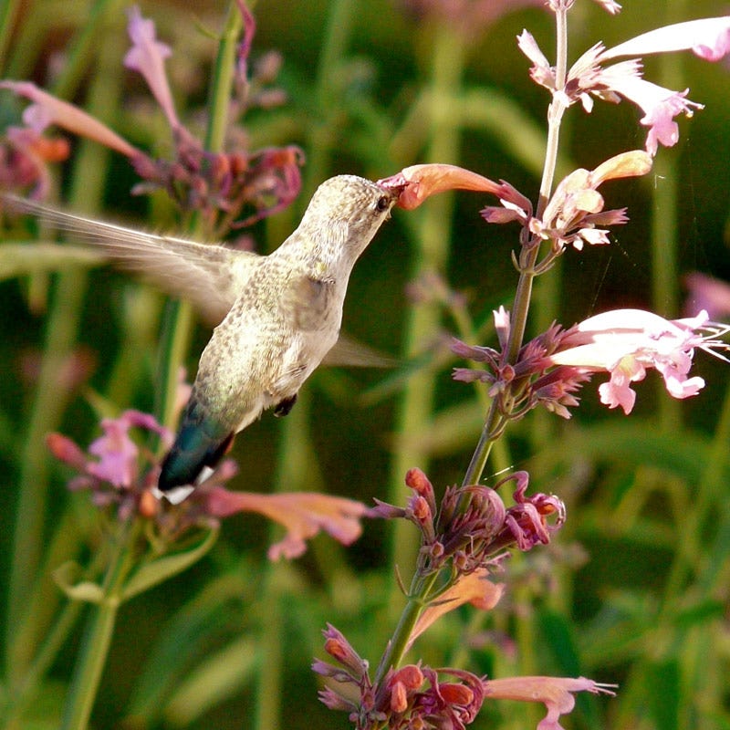 Licorice Mint Hyssop, Sunset Hyssop, Agastache rupestris | High