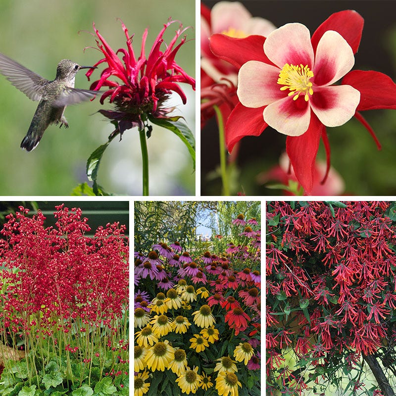 Hummingbird Attracting Collection For The East & Midwest