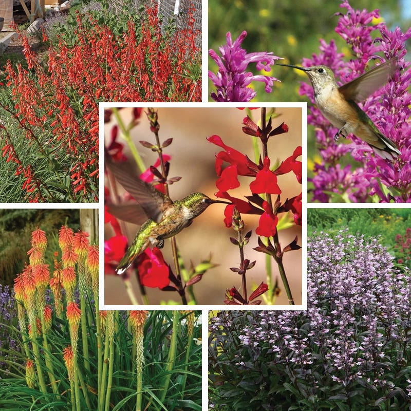 Hummingbird Attracting Collection For The West