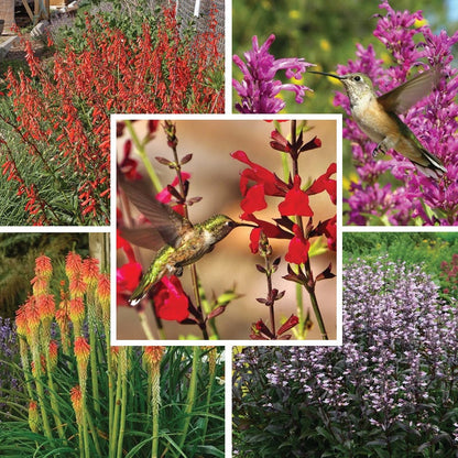 Hummingbird Attracting Collection For The West