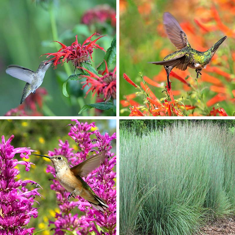 Hummingbird Container Garden
