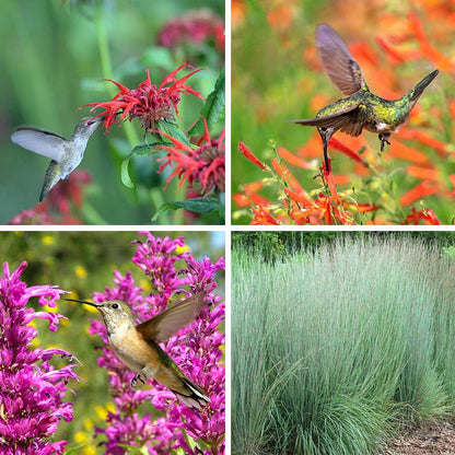 Hummingbird Container Garden