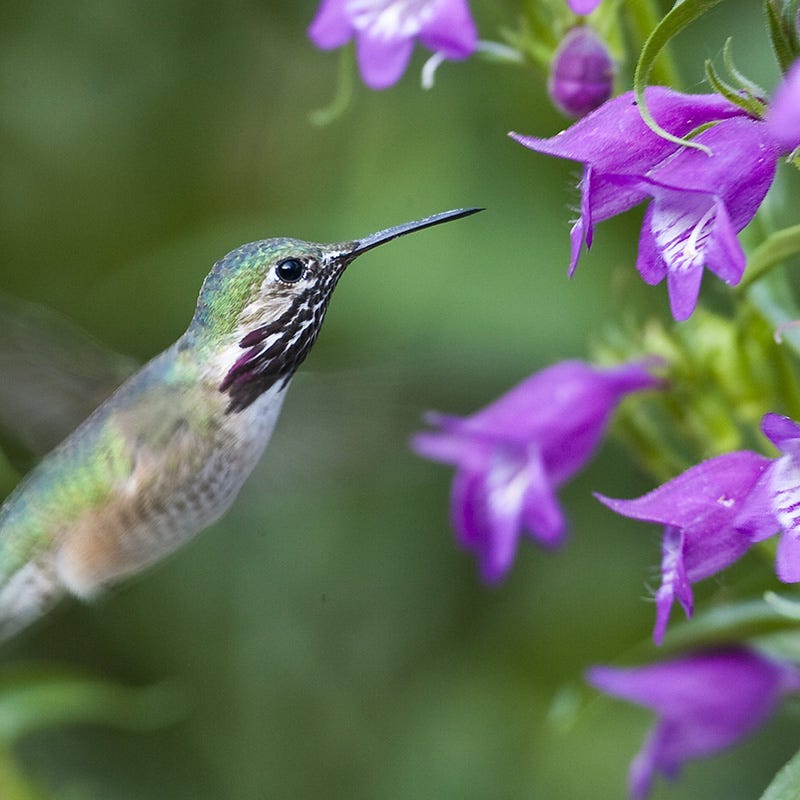 Western Native Penstemon Collection