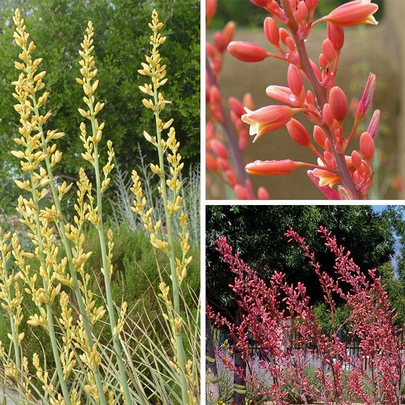 Hummingbird Paradise Hesperaloe Collection - Thumbnail 3