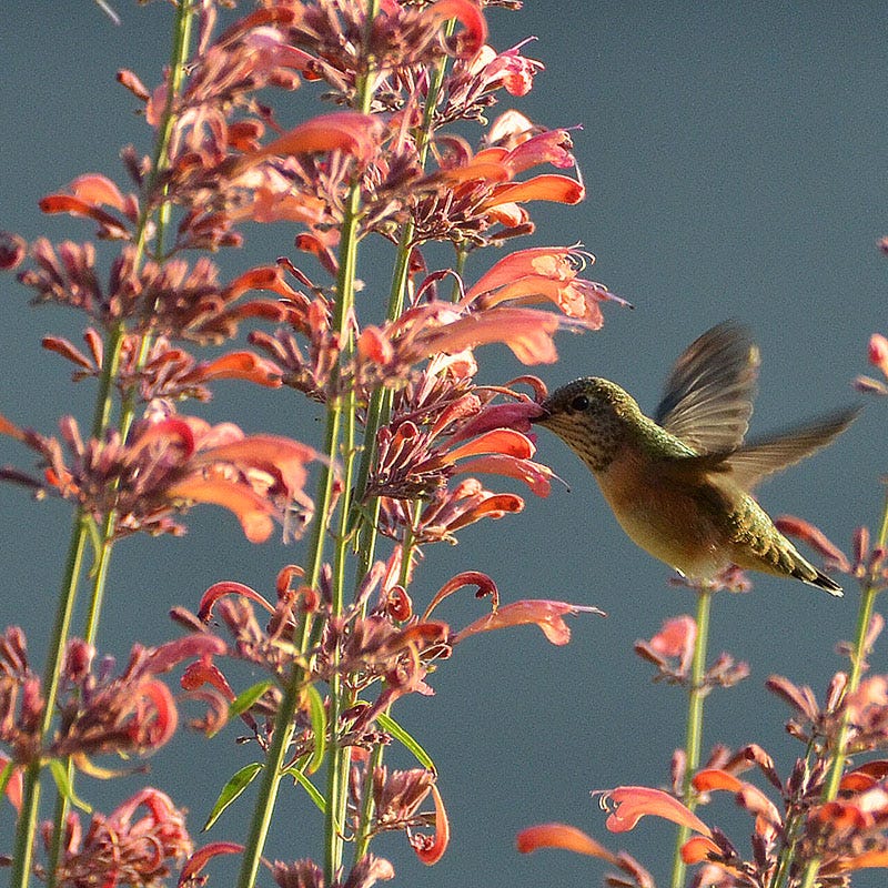 Agastache rupestris