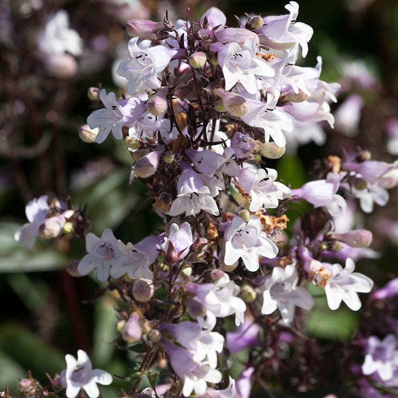 Penstemon digitalis 'Husker Red' - Thumbnail 3