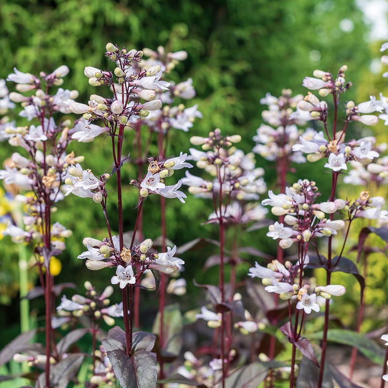 Penstemon digitalis 'Husker Red'