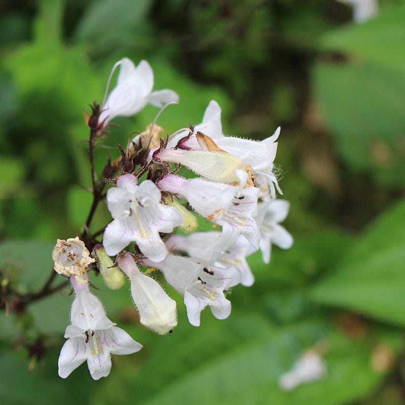 Husker Red Penstemon