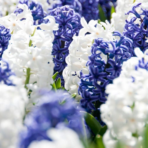 blue hyacinth house plant Hyacinth Bulbs Delft Blue Mix, Hyacinthus orientalis