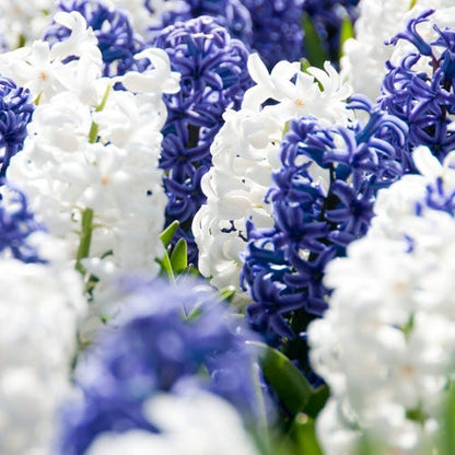 Hyacinth Delft Blue Mix
