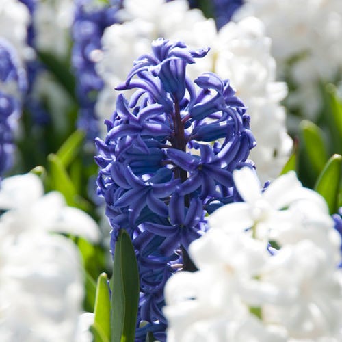 Delft Blue Grape Hyacinth Mix - Thumbnail 4