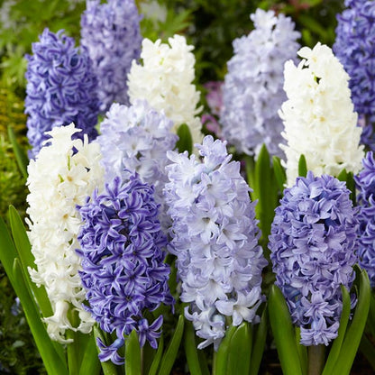 Hyacinth Delft Blue Mix