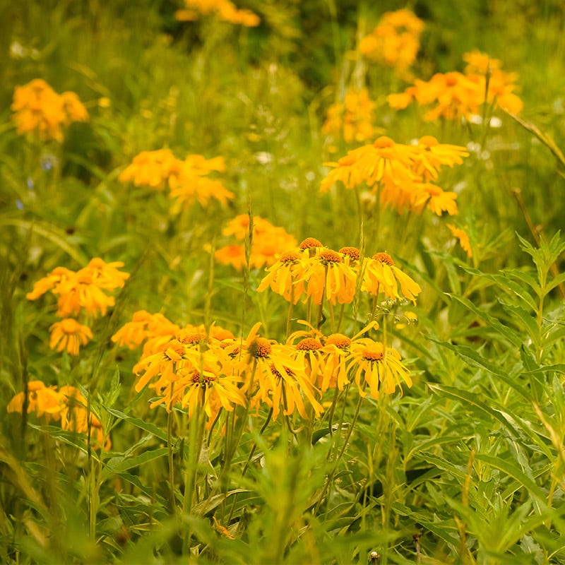 Owl's Claws (Hymenoxys)