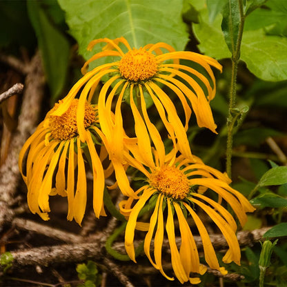 Owl's Claws (Hymenoxys)