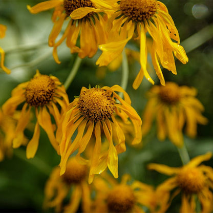 Owl's Claws (Hymenoxys)