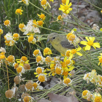Thrift-Leaf Perky Sue (Hymenoxys)