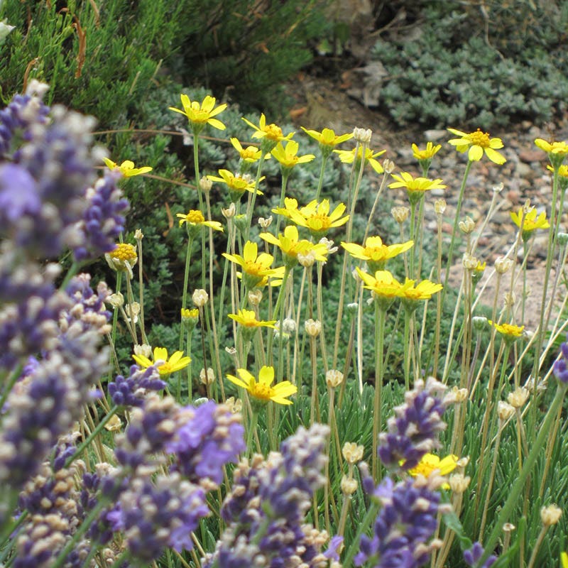 Thrift-Leaf Perky Sue (Hymenoxys) - Thumbnail 3