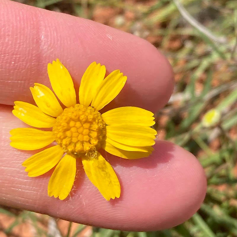 Thrift-Leaf Perky Sue (Hymenoxys)
