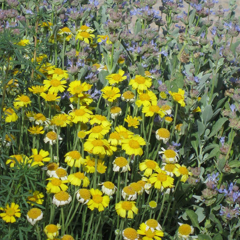 Thrift-Leaf Perky Sue (Hymenoxys) - Thumbnail 2