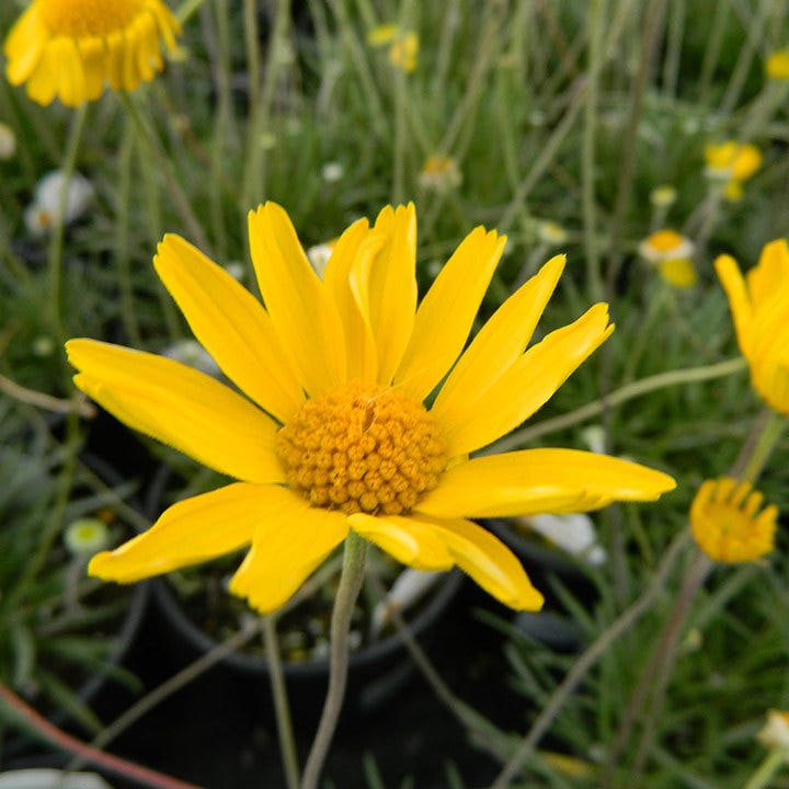 Sol Dancer Daisy (Hymenoxys)