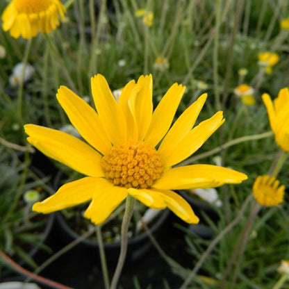 Sol Dancer Daisy (Hymenoxys)