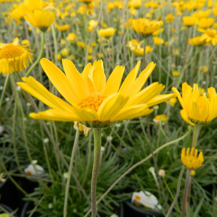 Sol Dancer Daisy (Hymenoxys)