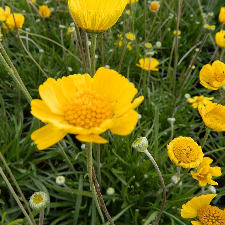 Sol Dancer Daisy (Hymenoxys)