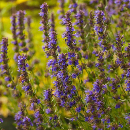Blue Hyssop (Hyssopus)