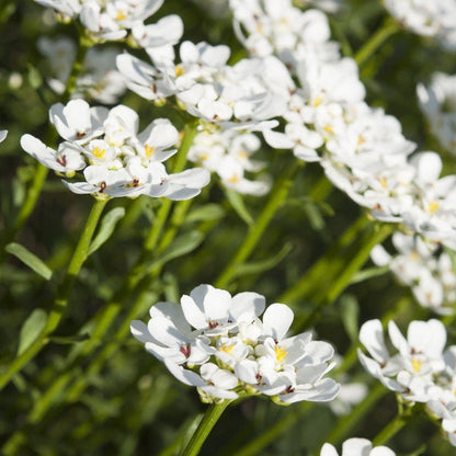 Purity Dwarf Candytuft (Iberis)
