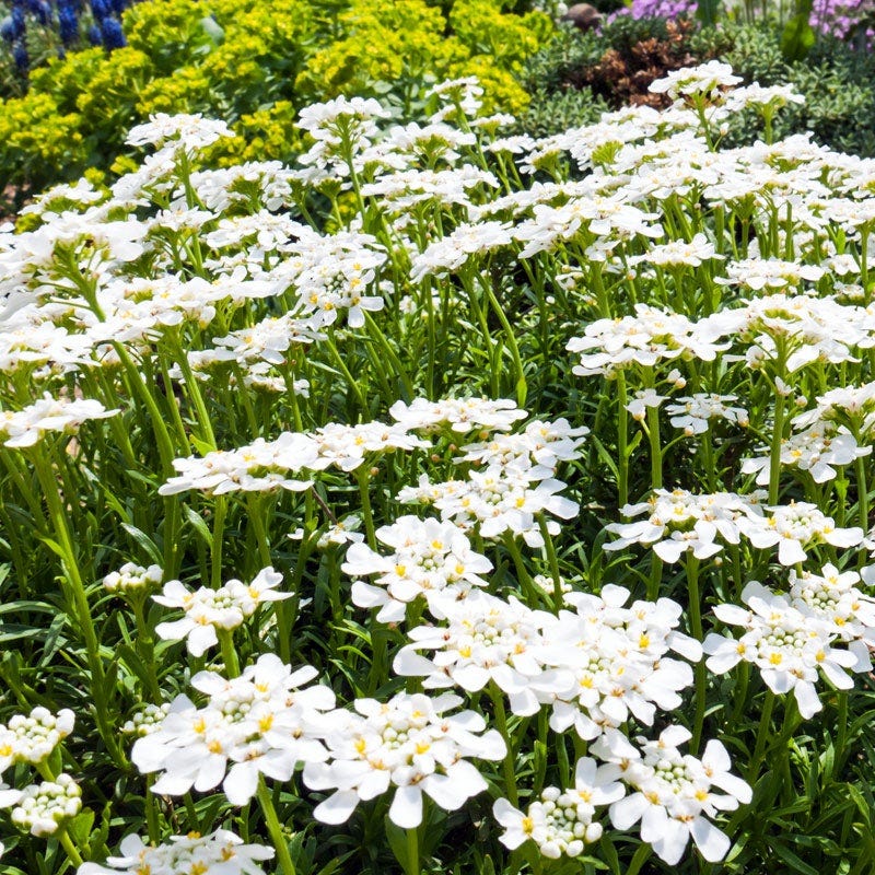 Purity Dwarf Candytuft (Iberis)