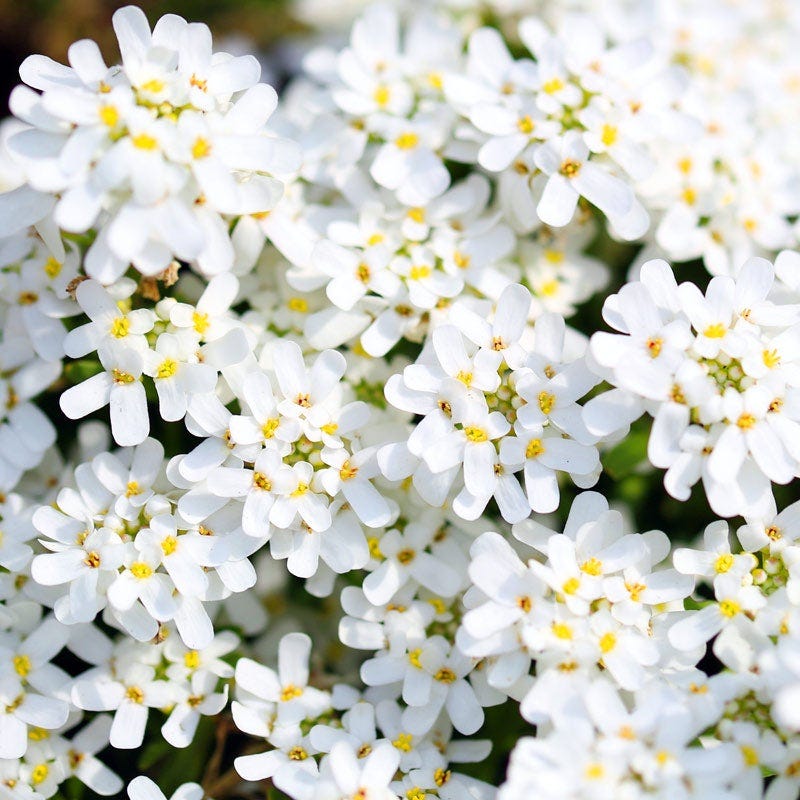 Purity Dwarf Candytuft (Iberis)