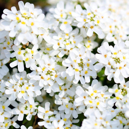 Purity Dwarf Candytuft (Iberis)