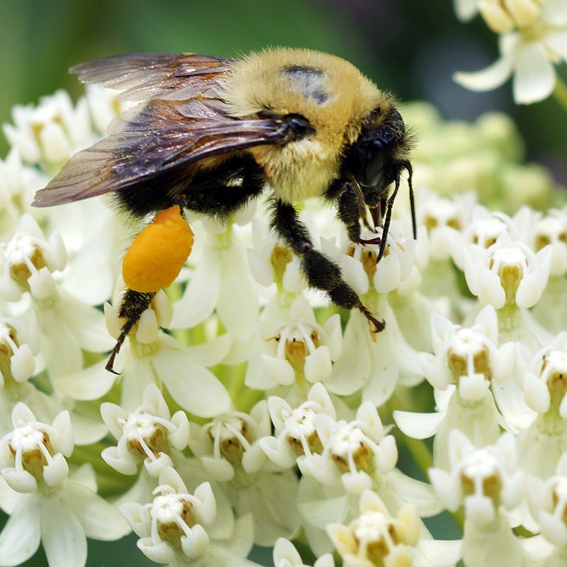 Ice Ballet Swamp Milkweed