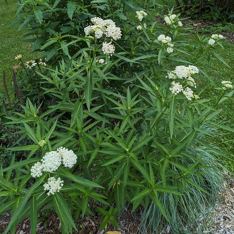 Ice Ballet Swamp Milkweed, Asclepias incarnata | High Country Gardens