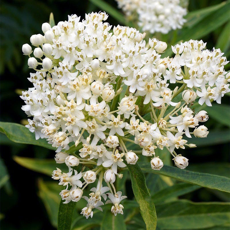 Swamp Milkweed Collection - Thumbnail 4