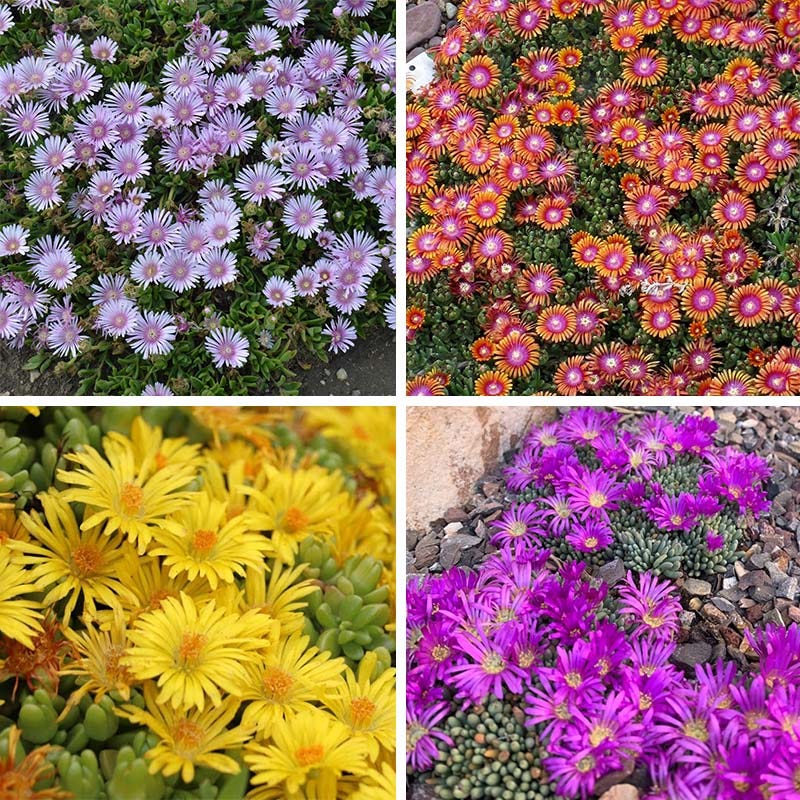 Ice Plant Collection (Delosperma)