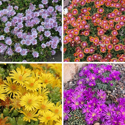 Ice Plant Collection (Delosperma)