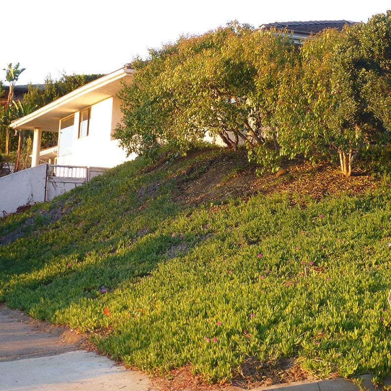 ice plant seeds perennial Cooper's Hardy Ice Plant, Delosperma cooperi