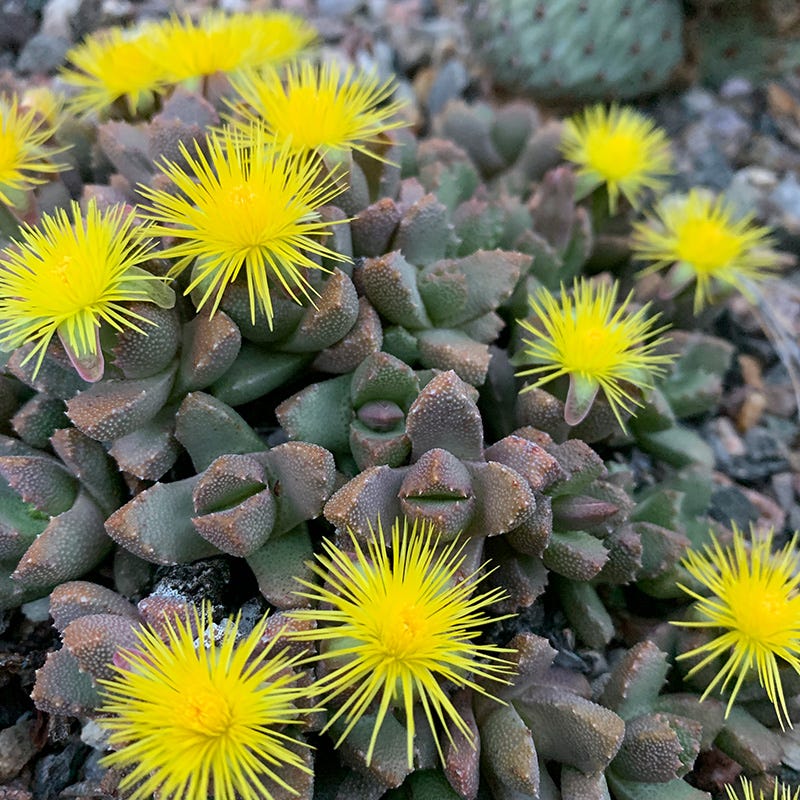 stomatium succulent Night-Blooming Ice Plant, Stomatium mustilinum