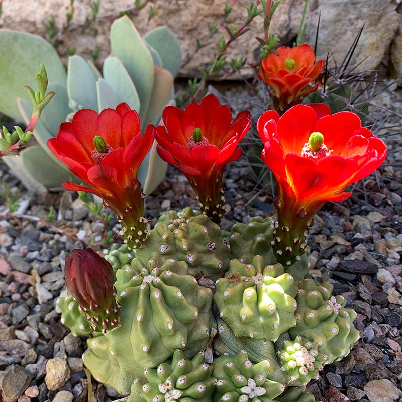 Southwest Native Cacti Collection