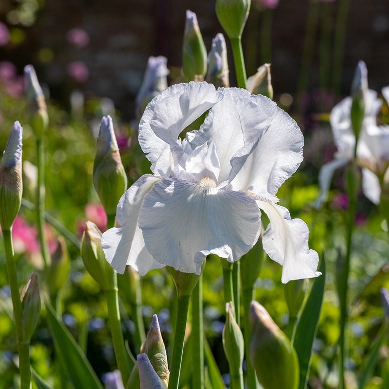 Reblooming Bearded Iris Collection