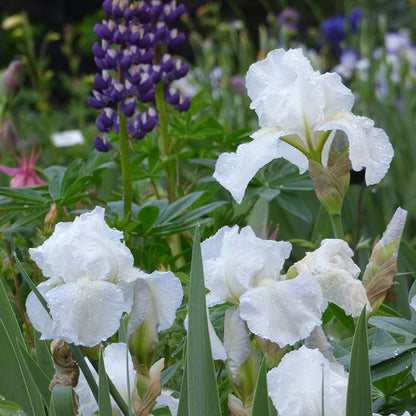 Immortality Reblooming Bearded Iris