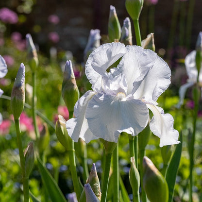 Immortality Reblooming Bearded Iris