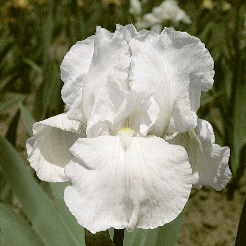 Reblooming Bearded Iris Immortality