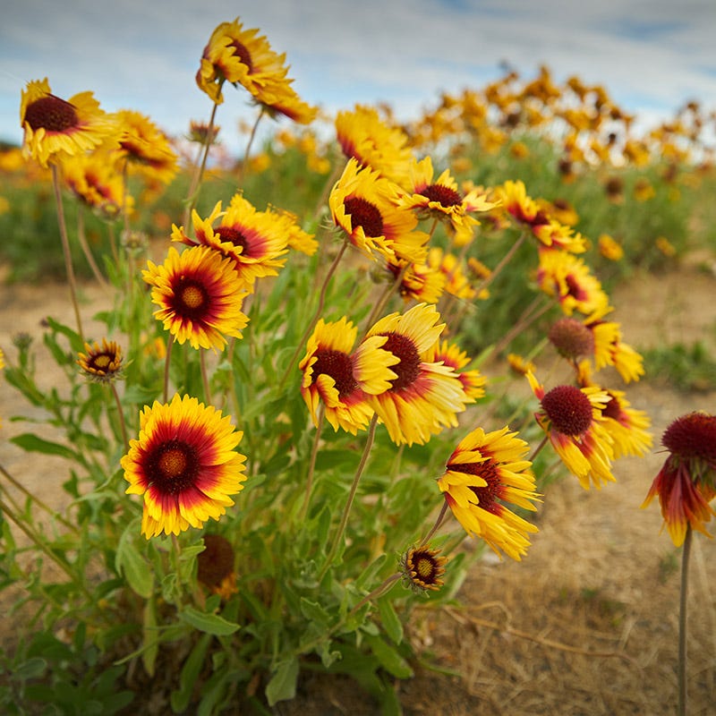 dry area wildflower seed mix Dry Area Wildflower Seed Mix
