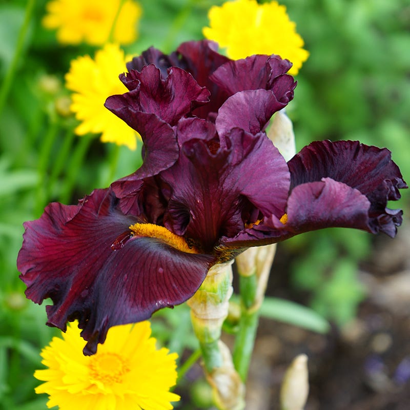 Infrared Bearded Iris