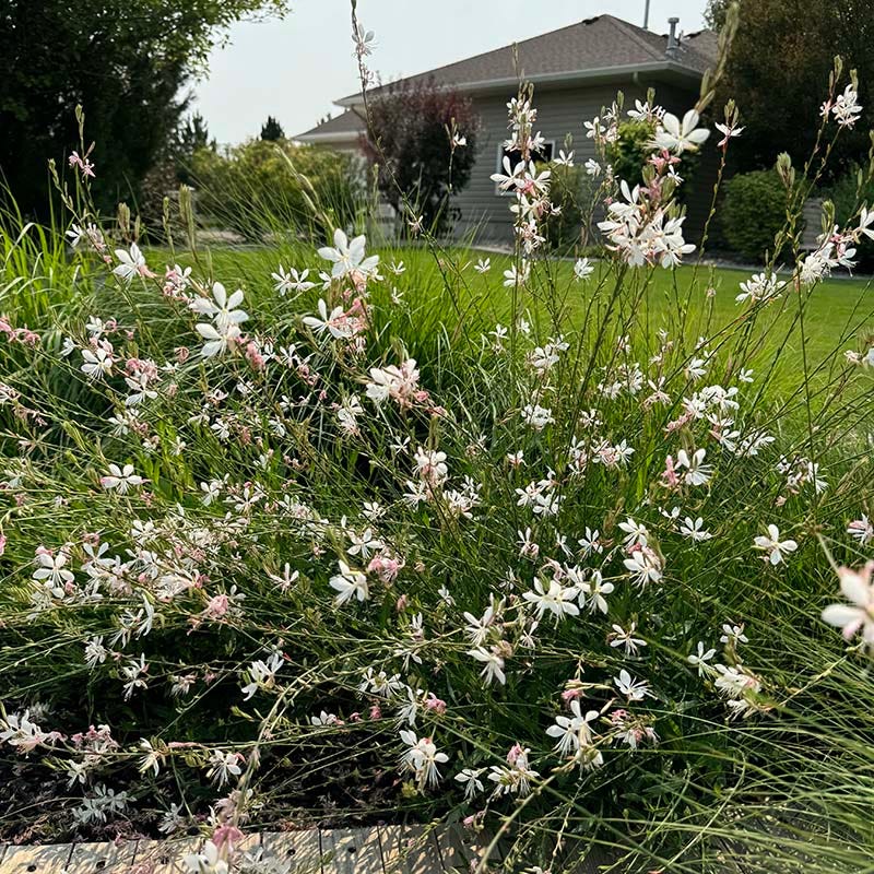 Intermountain Beauty Gaura