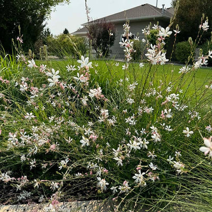 Intermountain Beauty Gaura